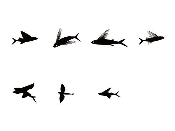 飛び魚 Silhouette Design